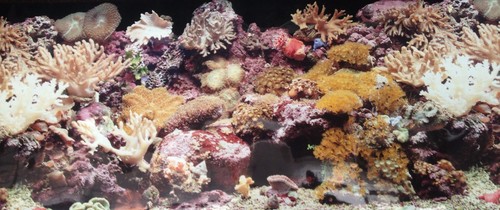 Poster fond aquarium double - poster,