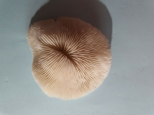 Fossile corail blanc pour - fossile,