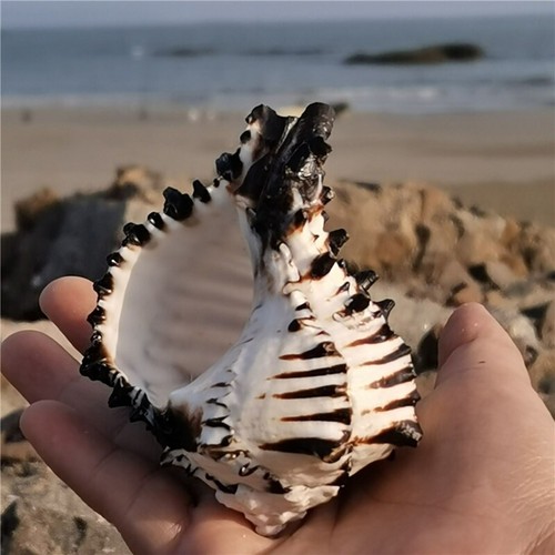 1pc rayé naturel - conque, coque