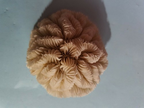 Corail blanc pour - aquarium, de