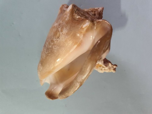 Coquillage brun blanc pour - coquillage, brun/blanc