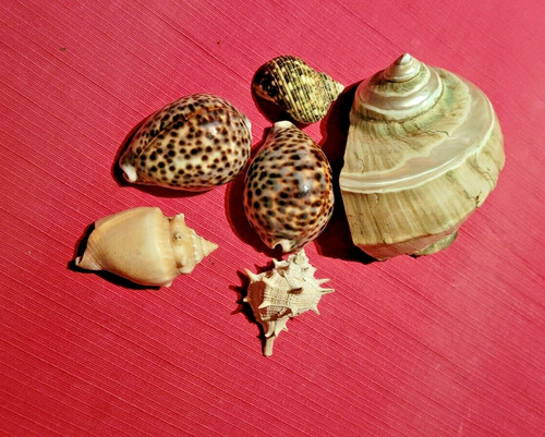 Lots coquillages de mer - 6,