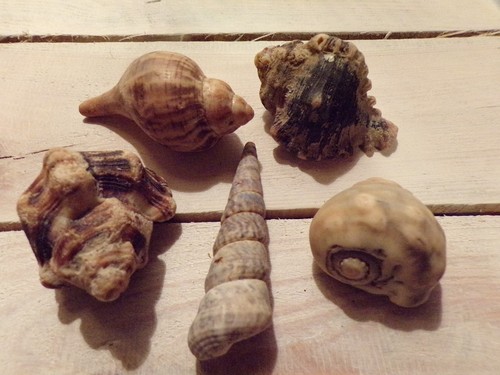 Lot coquilles naturelles - lot,