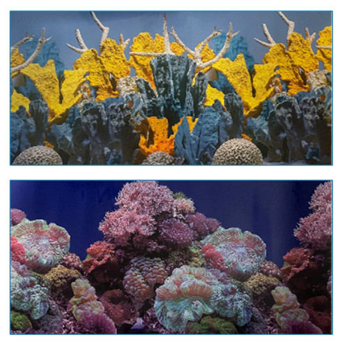 Poster fond aquarium - poster,