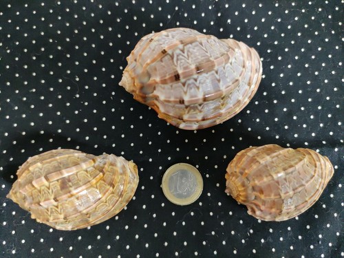 Coquillage harpe madagascar - coquillage,
