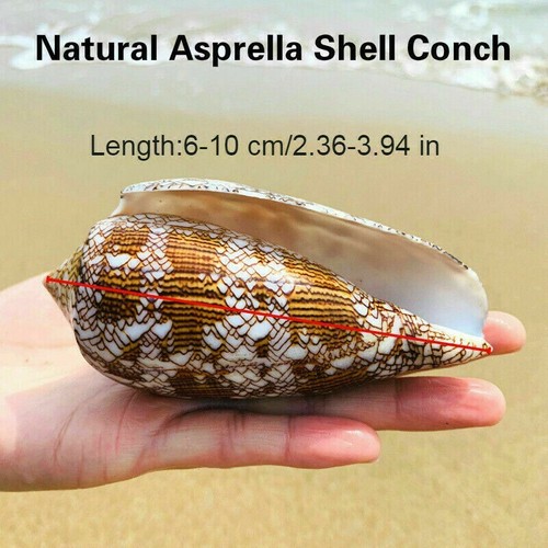 Naturel asprella coque conque - coque,