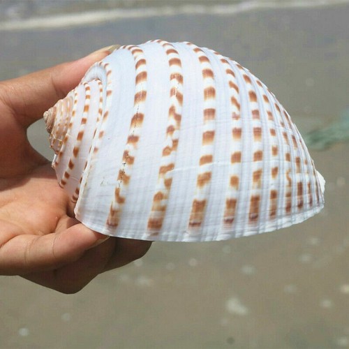 12cm naturel conque - conque, aquarium